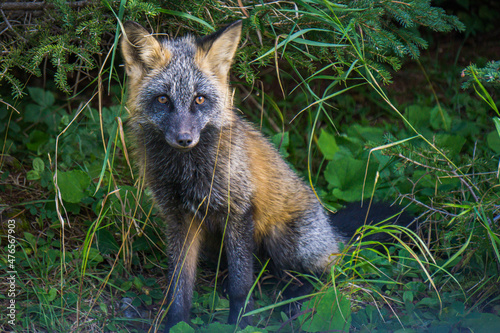 Hybrid of gray and red fox on Anticosti Island, an island located in the St Lawrence estuary in the Cote Nord region of Quebec, Canada photo