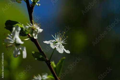 Cherry plum blossoms.Cherry plum flowers on a background of sky with the rays of the sun