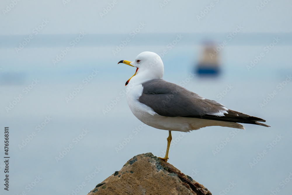 bird bird