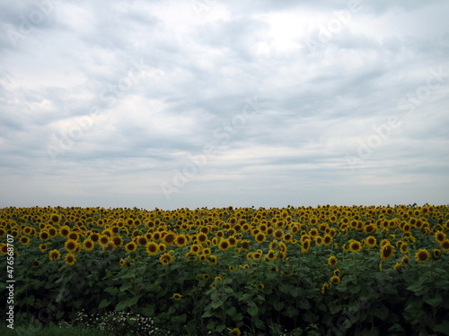 A flat field of ripe sunflower under a cloudy sky.
