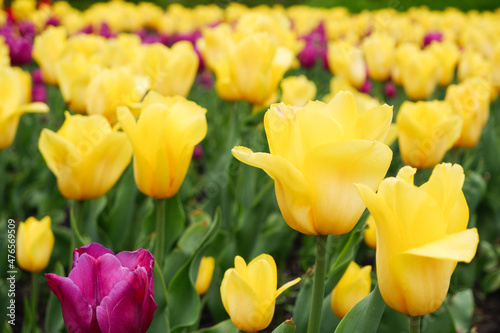 Flower bed. Blooming yellow tulips. Spring flowers. Flower bed of multicolor tulips. Nature background