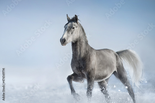 Grey horse run gallop in snow sunny day