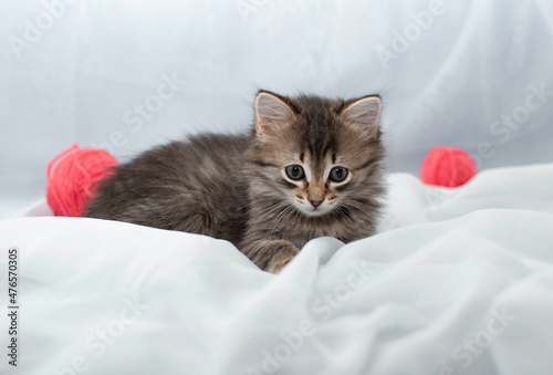 Fluffy cat is playing with ball of pink threads. Curious little kitten lying on top of white blanket and looking at camera. Games with pets. Knitting threads. Advertising toys for cats