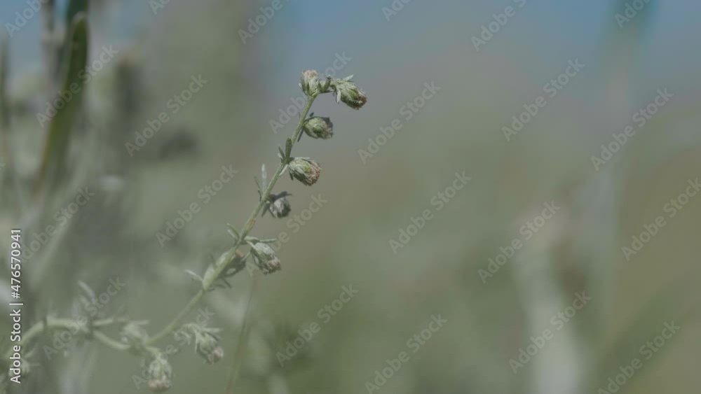 Altai wild plant Altai wild plant