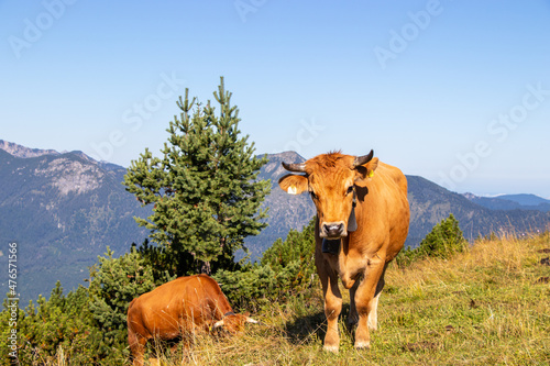 brown cows on the alpine pasture in Germany