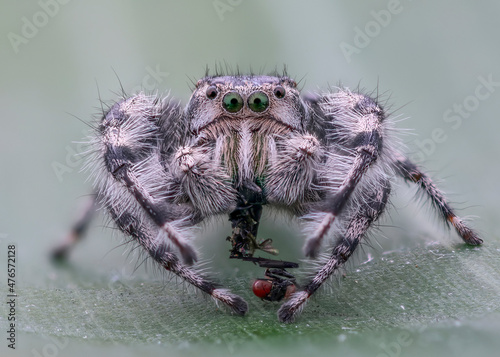 Phidippus Adumbratus on a leaf