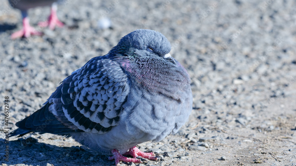 Obraz premium 日向ぼっこ中の鳩