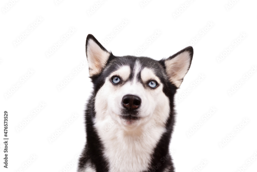 Portrait funny Siberian husky dog with a stupid face on white background, concept of dog emotions
