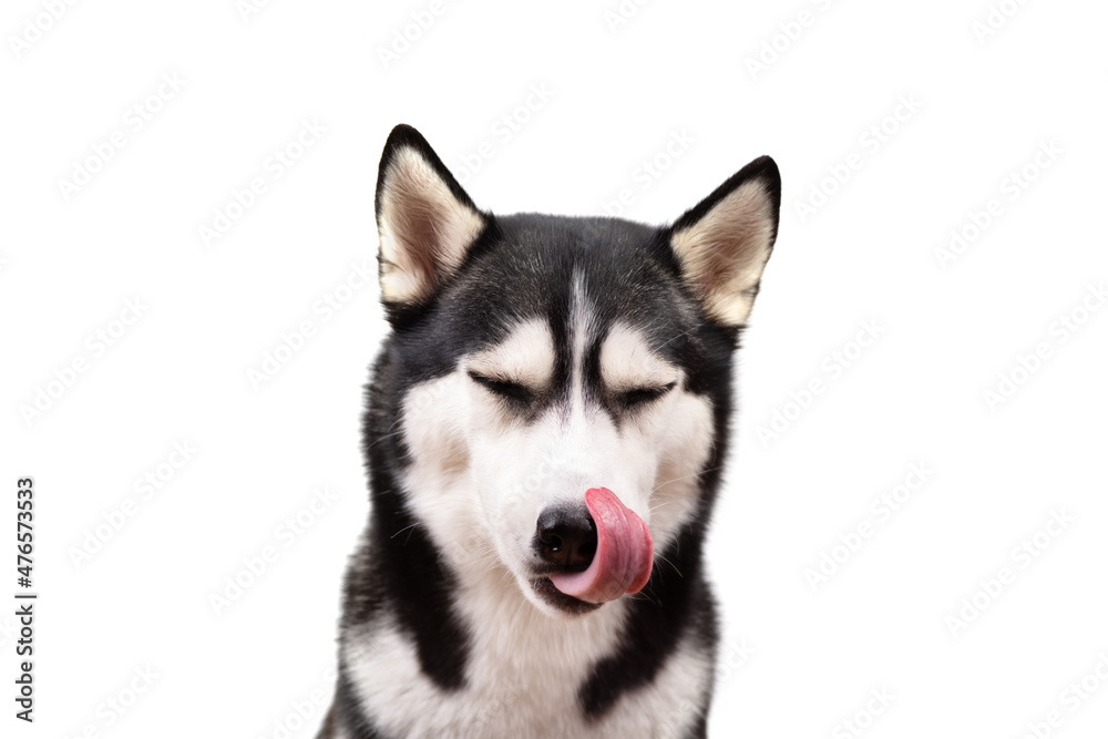 Hungry husky dog looking up waiting for delicious treat food. Licking cute husky dog on white background. Hungry face concept Banner
Hungry husky dog looking up waiting for delicious treat food. Licking cute husky dog on white background. Hungry face concept Banner