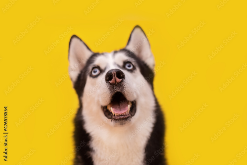 Obraz premium Funny husky on a orange studio background, concept of dog emotions 