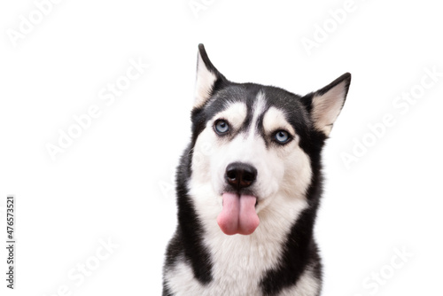 Funny angry husky on a white studio background  concept of dog emotions 