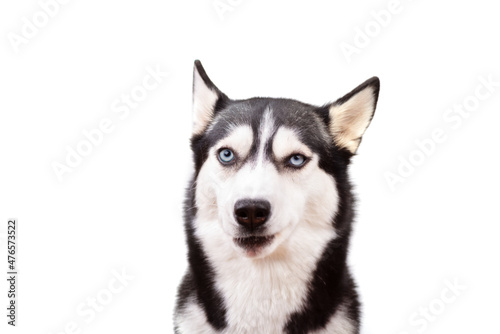 Funny angry husky on a white studio background  concept of dog emotions 