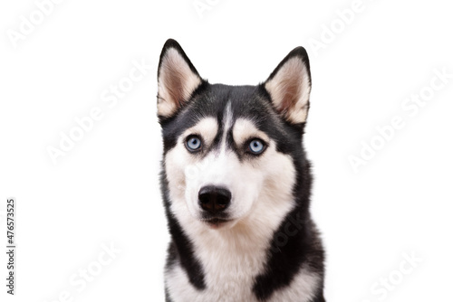 Fototapeta Naklejka Na Ścianę i Meble -  Funny angry husky on a white studio background, concept of dog emotions

