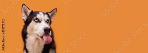 Funny  licking husky on a orange studio background, concept of dog emotions
