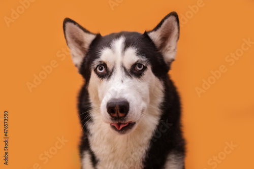 Fototapeta Naklejka Na Ścianę i Meble -  Funny husky dog on a beige studio background, concept of dog emotions

