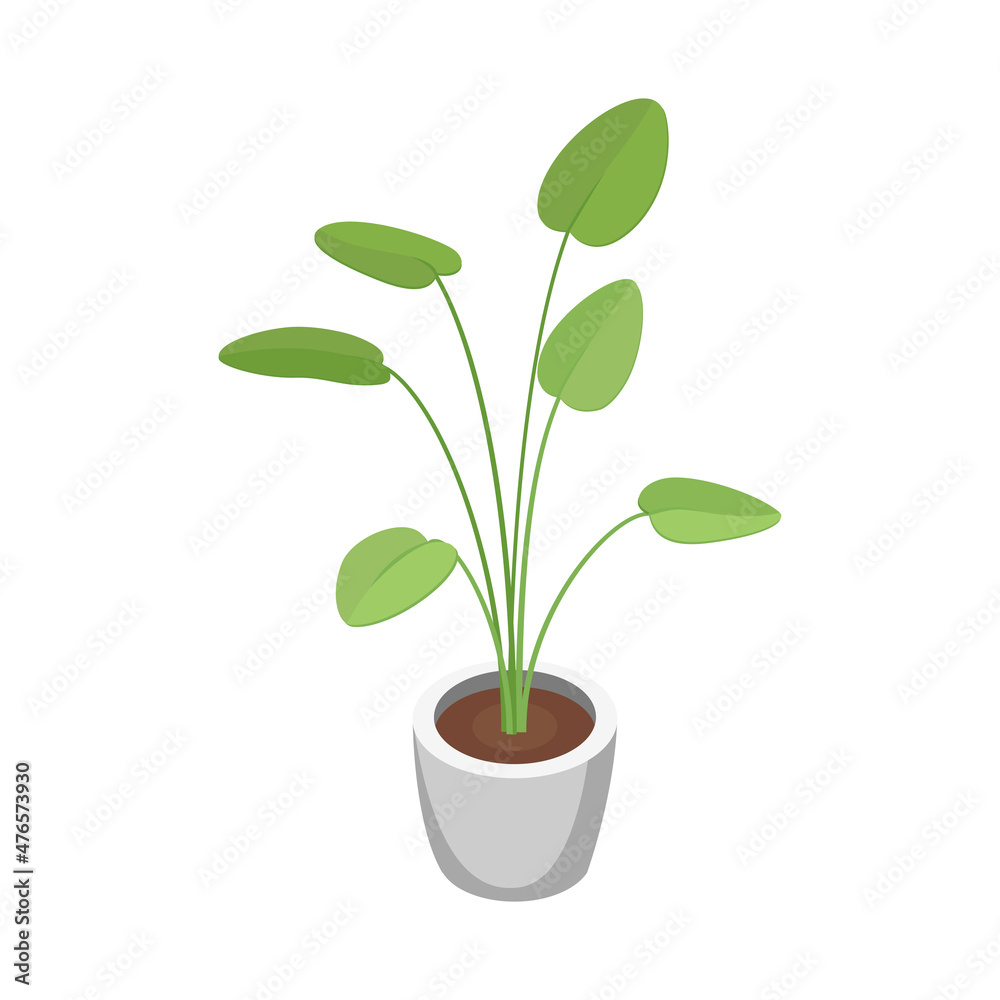 Isometric Home Plant Composition