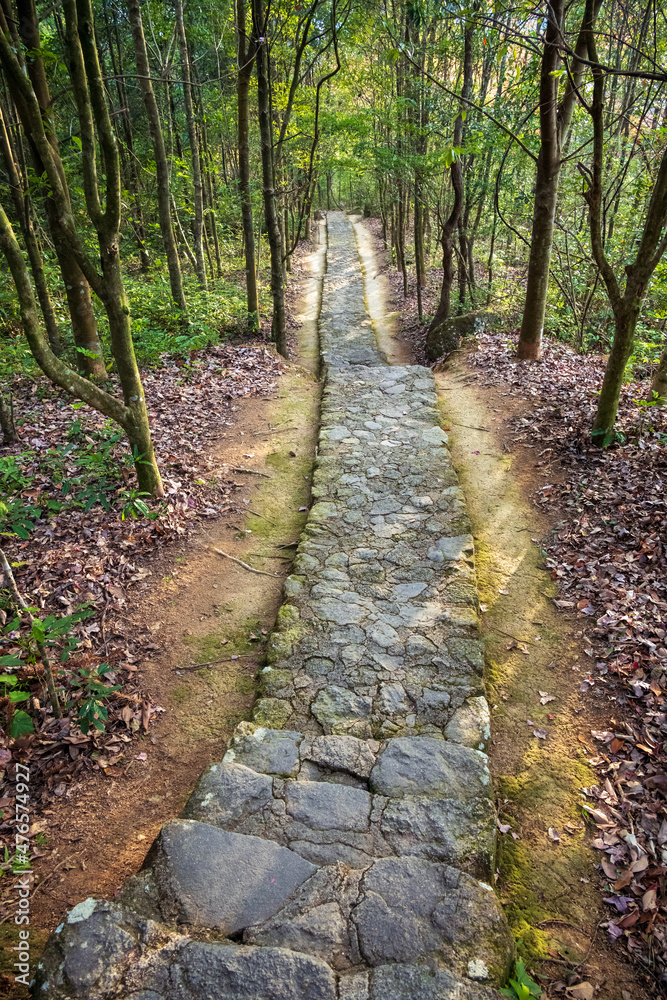 pathway between green trees to destination pathway between green trees to destination