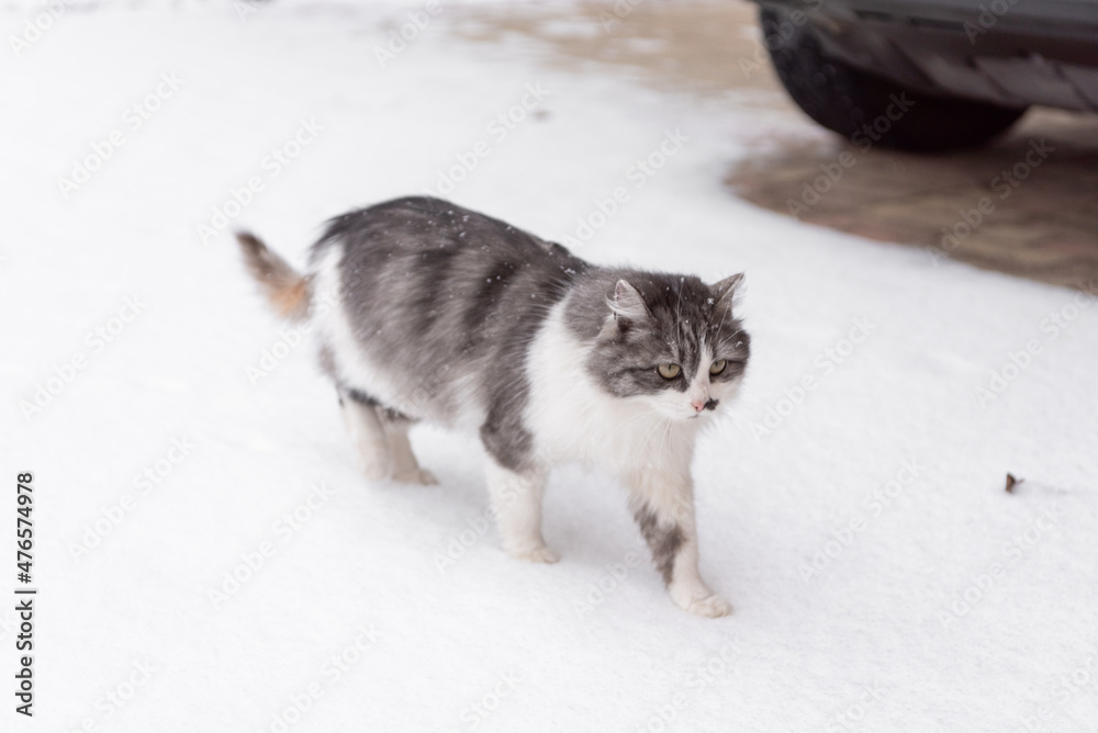Long-haired tricolor cat in winter on snow, clear white snow