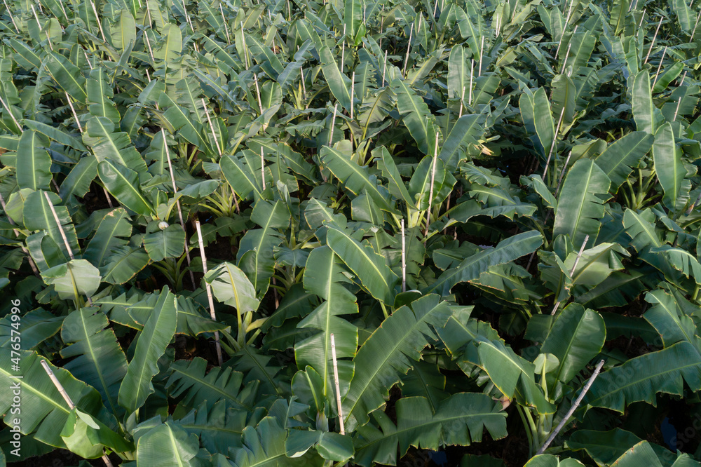 Obraz premium Aerial view of banana trees growing at field