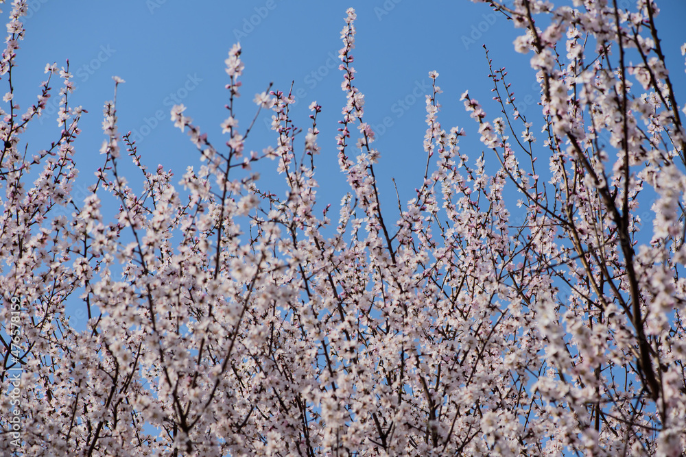 Peach blossoms in full bloom against a background of blue sky and woods in spring