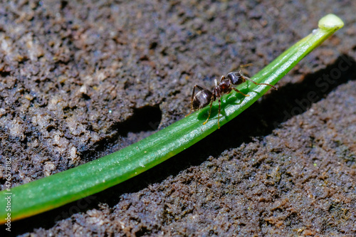 ants on a leaf