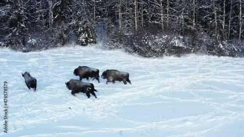 Free large strong bison walk in the snow photo