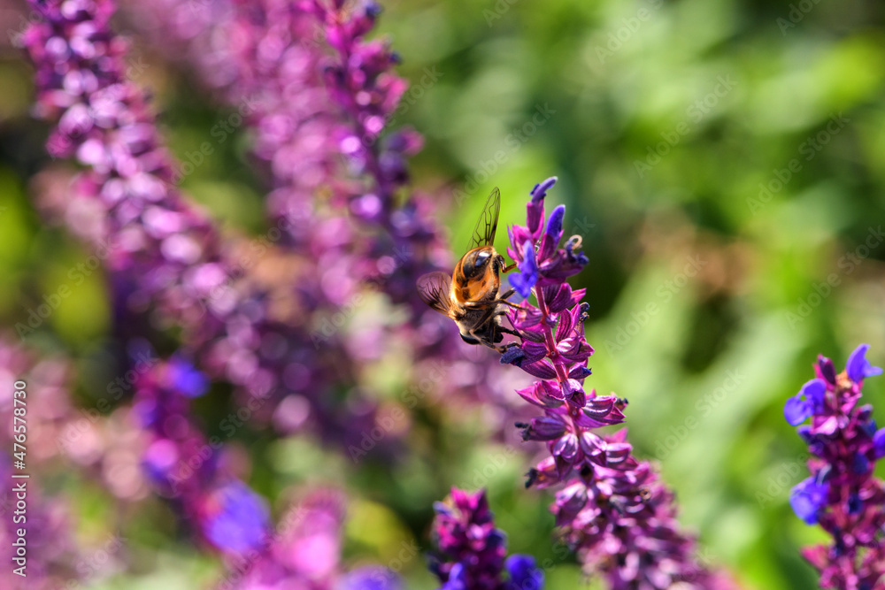 Aphid flies and bees forage for honey on flowers Aphid flies and bees forage for honey on flowers