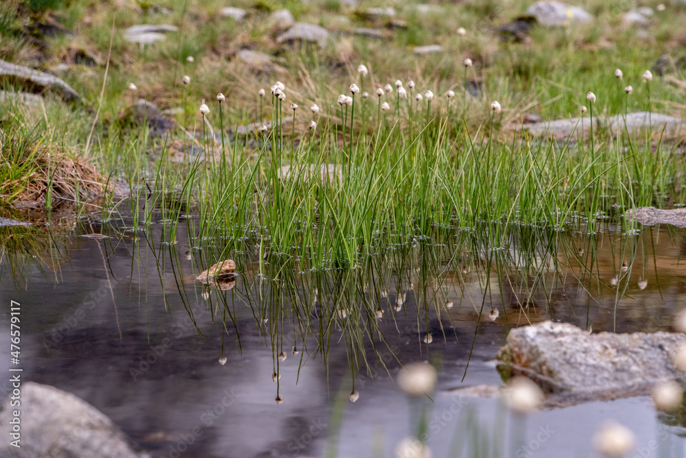 Obraz premium Beautiful grass with white blossoms at a pond in the alpine mountains