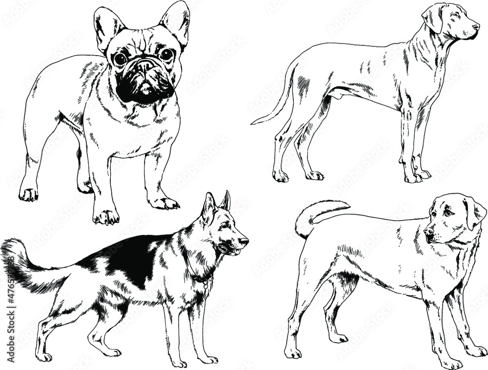 vector drawings sketches pedigree dogs and cats  drawn in ink by hand , objects with no background