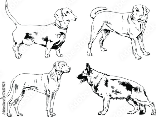 vector drawings sketches pedigree dogs and cats  drawn in ink by hand   objects with no background