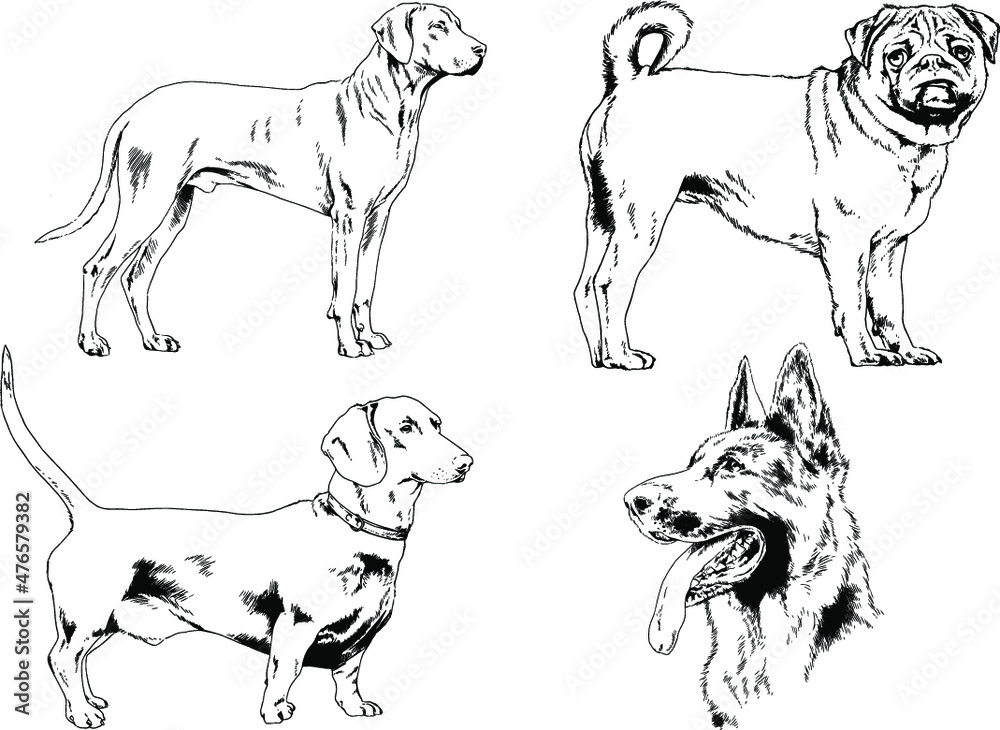 vector drawings sketches pedigree dogs in the racks drawn in ink by hand , objects with no background	