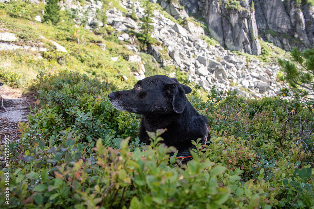 Hiking with a dog in the High Tauern National Park Hiking with a dog in the High Tauern National Park