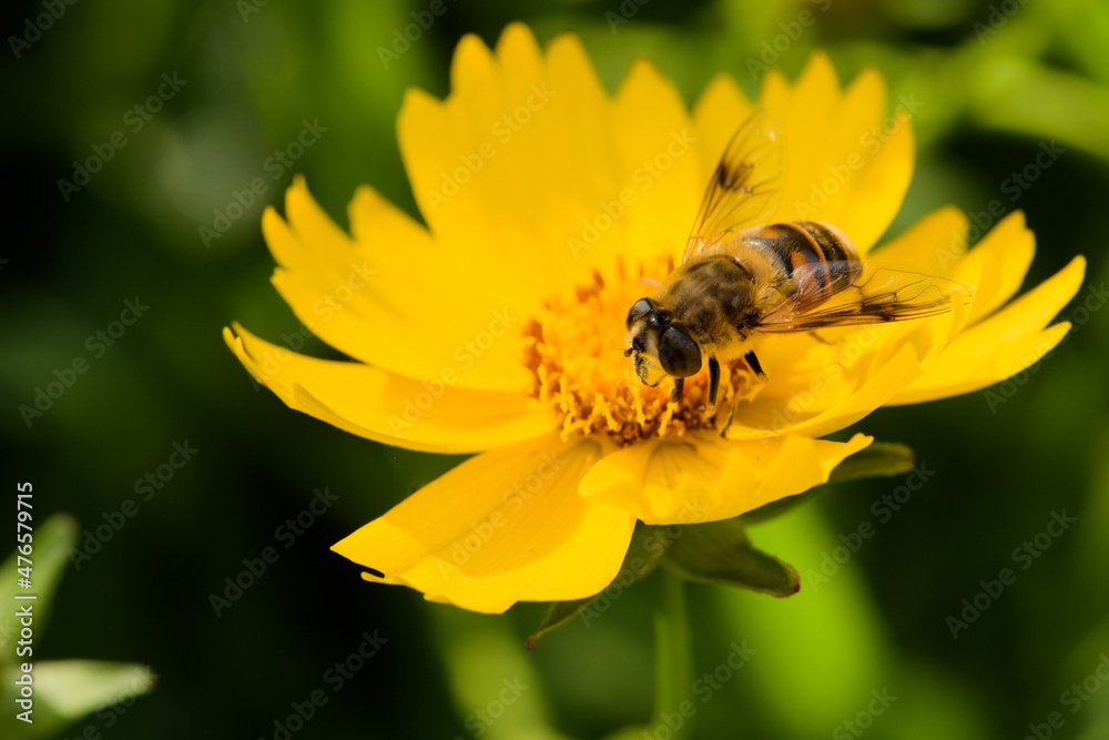 Aphid flies and bees forage for honey on flowers Aphid flies and bees forage for honey on flowers