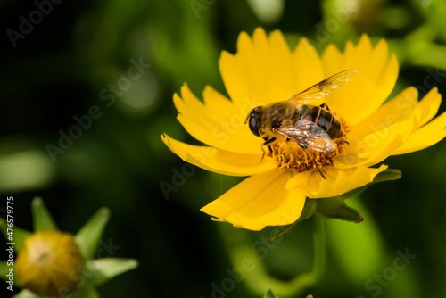 Aphid flies and bees forage for honey on flowers © 欣谏