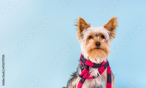 Portrait of smilling Small dog Yorkshire Terrier with a stylish scarf and copy space for adoption pet banner