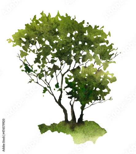A green bush hand drawn in watercolor isolated on a white background. Watercolor illustration.