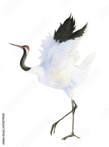 A Japanese crane with spread wings hand drawn in watercolor isolated on a white background. Watercolor illustration.