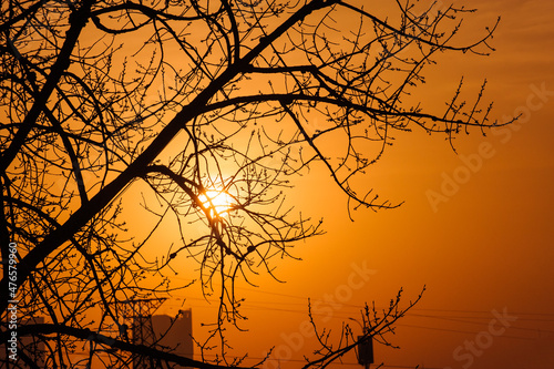 A close-up of tree branches silhouetted against the early morning sunrise