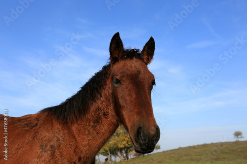 Young brown horse portrait outdoors on a sunny morning © yanakoroleva27