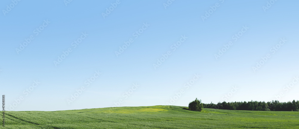Banner with green cultivated field and clear blue sky. Summer calm landscape. Banner with green cultivated field and clear blue sky. Summer calm landscape.