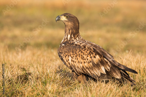 White-tailed eagle, haliaeetus albicilla, sitting on ground in autumn nature. Bird of prey resting on dry grassland in fall. Feathered predator observing on field form side.