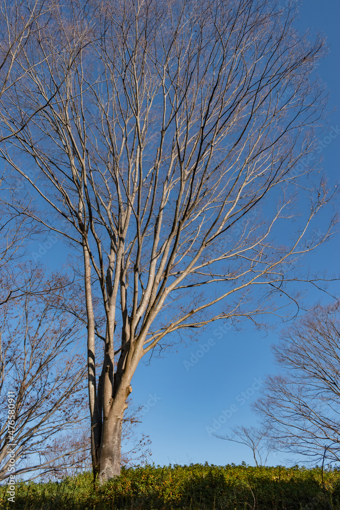 Obraz premium 冬の木と青空