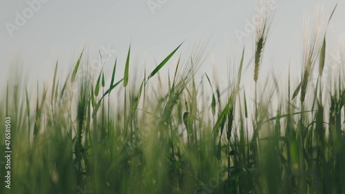 harvest of green wheat in the farm field  agriculture  rye seeds on land plantation  grain cultivated by soil visas  summer harvest of farmers  wheat flour and bread production business  healthy food