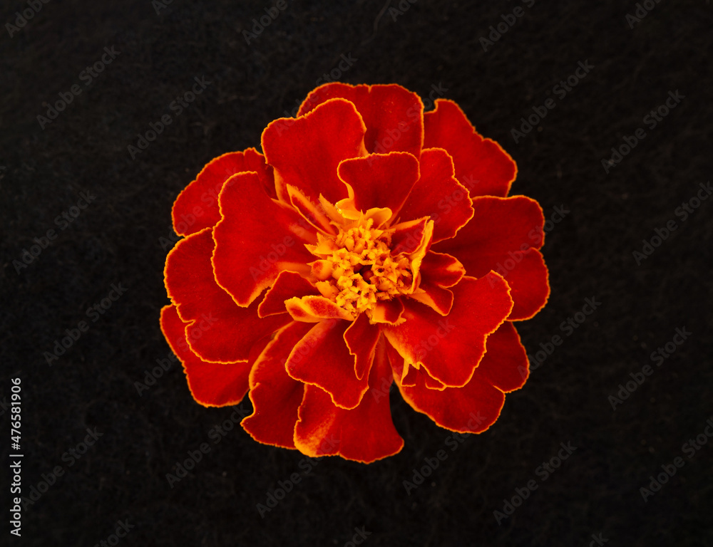 Studio shot of flower on a black background. For design. Nature. Studio shot of flower on a black background. For design. Nature.