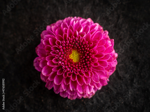 Top view of a flower on black background. For design. Nature. photo