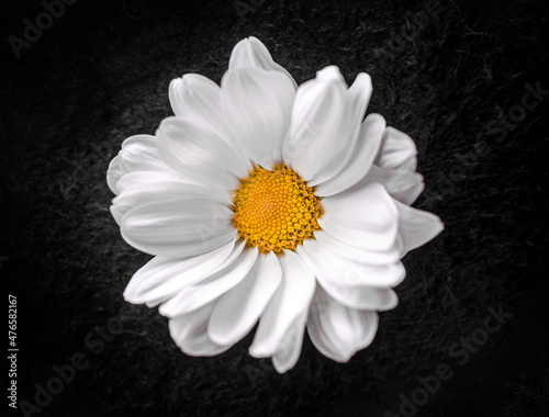 One flower on a black background. View above.