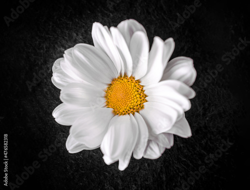 Beautiful flower on black background. Flat lay  top view.