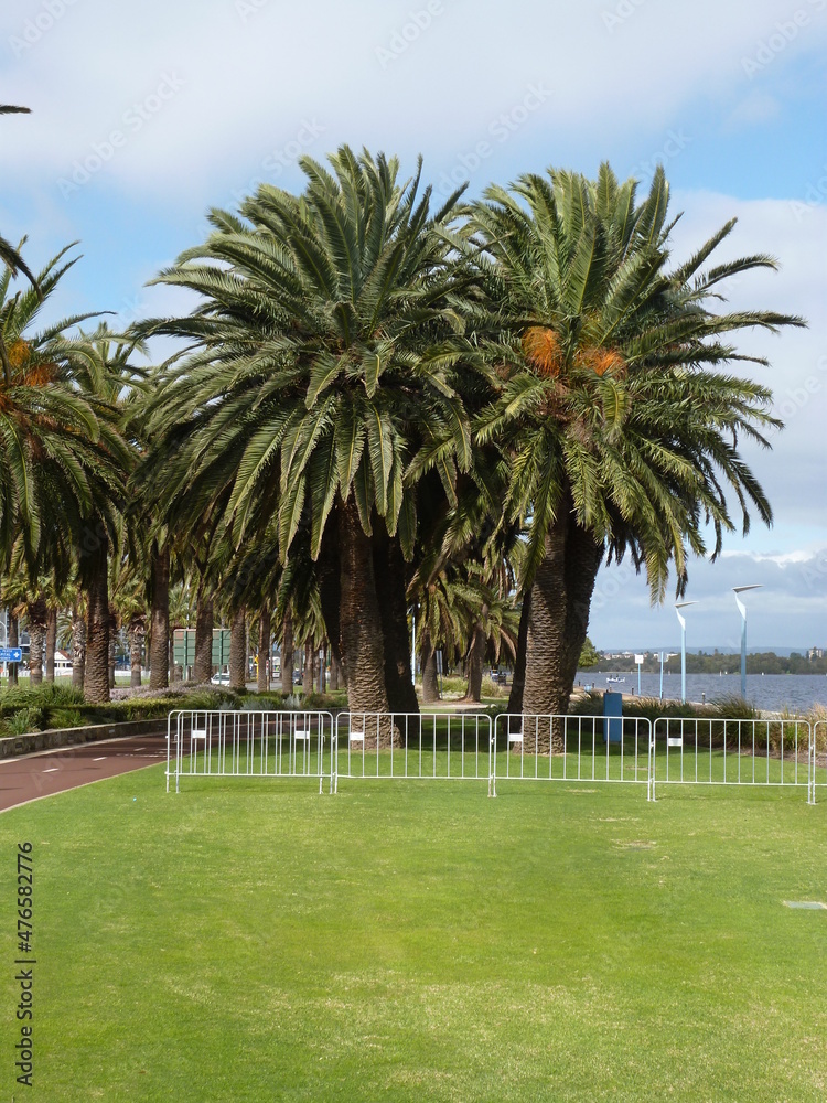 Northern shore of Swan River with palm trees, Perth, Western Australia, Australia