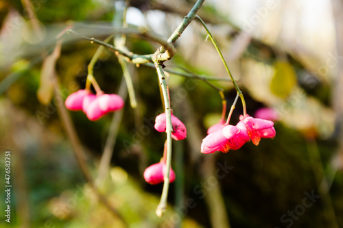 flower in the garden