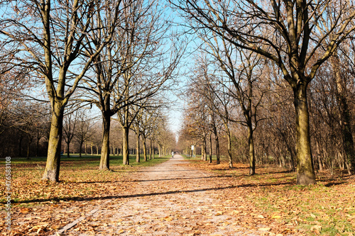 trees in autumn